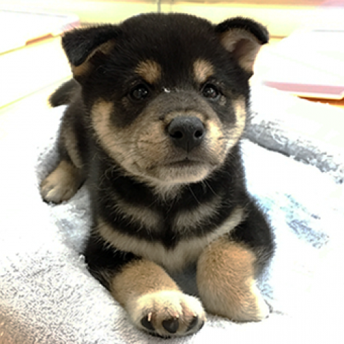 柴犬