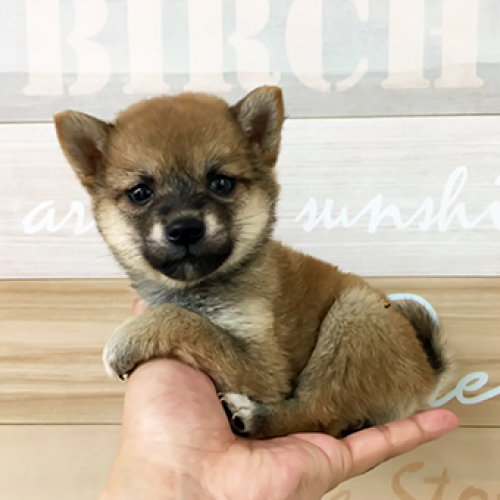 柴犬