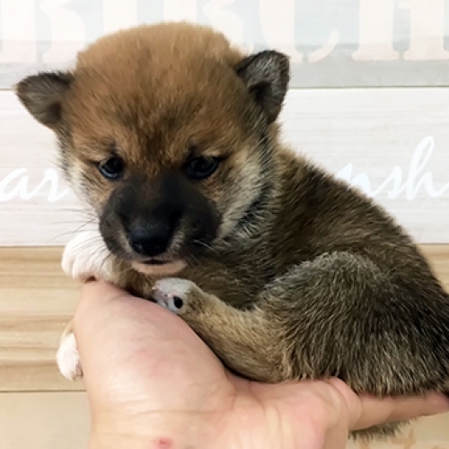 柴犬
