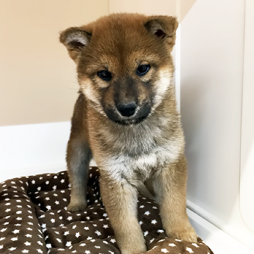 柴犬