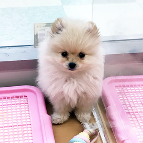 ポメラニアン