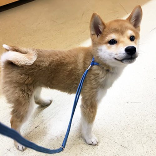 柴犬