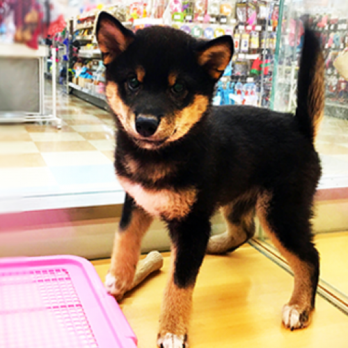 柴犬
