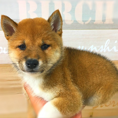 柴犬