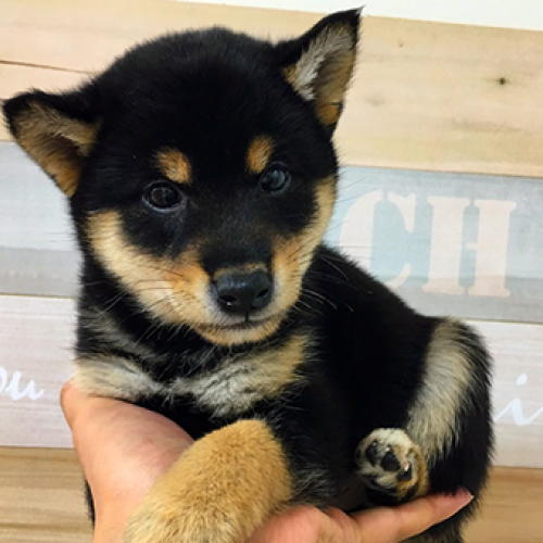 柴犬