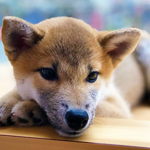 柴犬