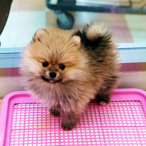 ポメラニアン