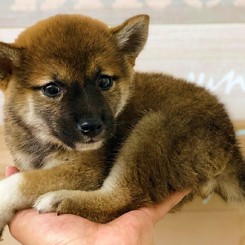 柴犬