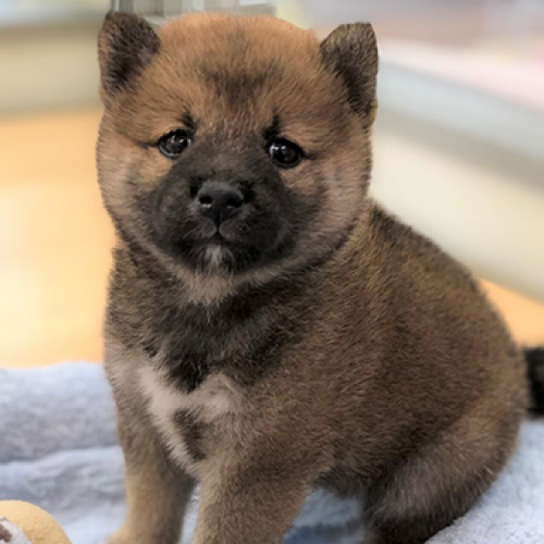 柴犬