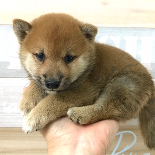 柴犬