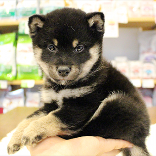 柴犬