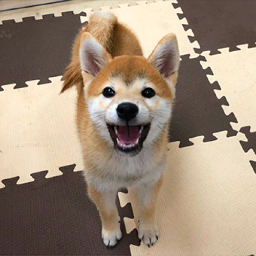柴犬