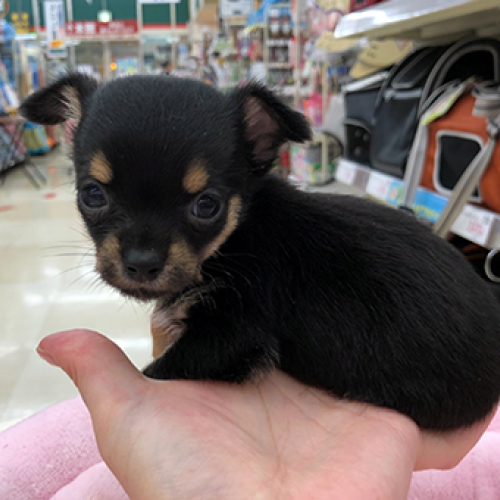 チワワ