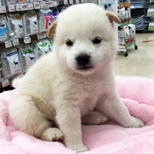 柴犬