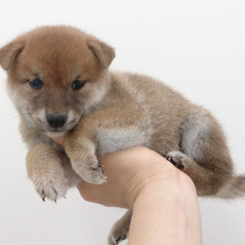 柴犬
