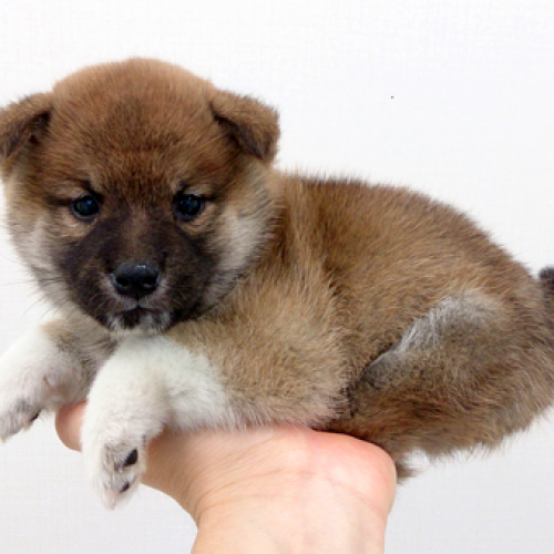 柴犬