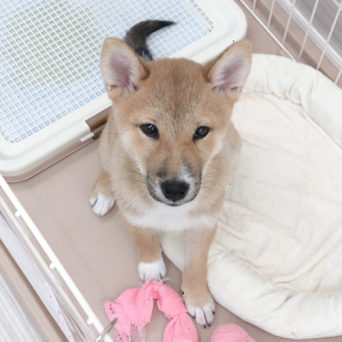 柴犬