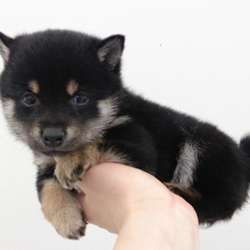 柴犬