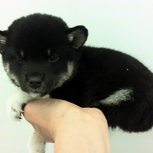 柴犬