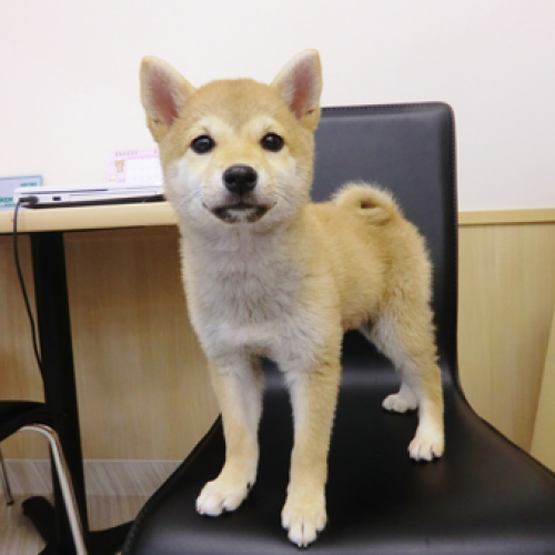 柴犬