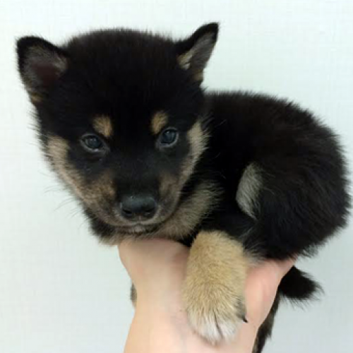 柴犬