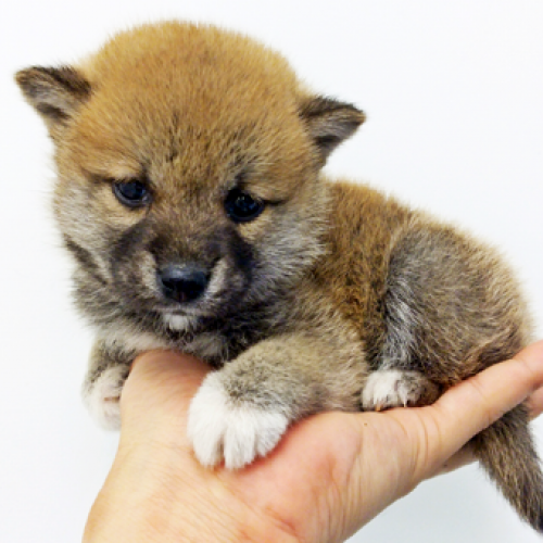 柴犬