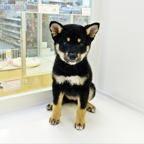 柴犬