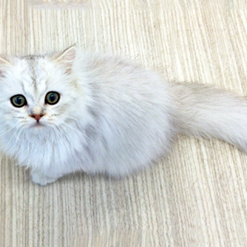 ペルシャ