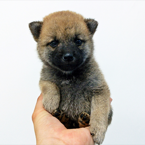 柴犬