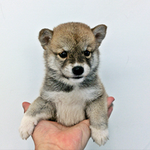 柴犬