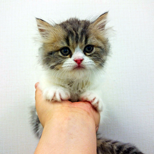 エキゾチック