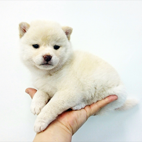 柴犬