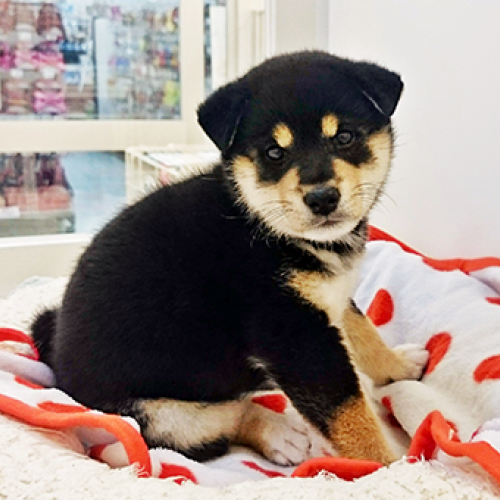 柴犬