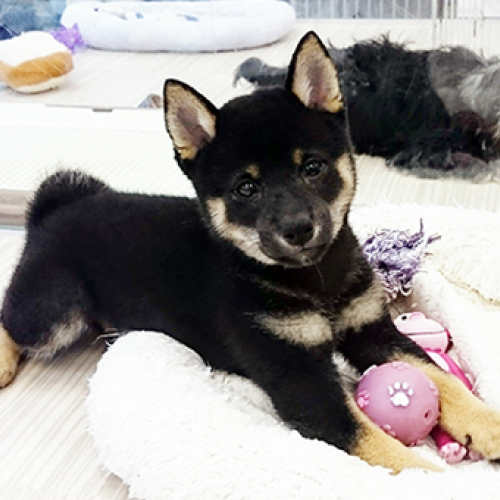 柴犬