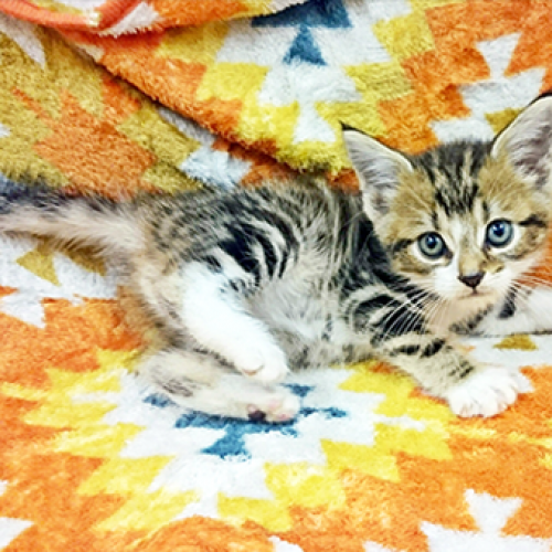 アメリカンショートヘア