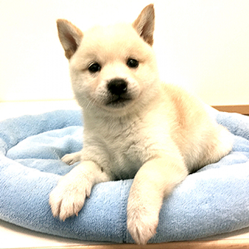 柴犬