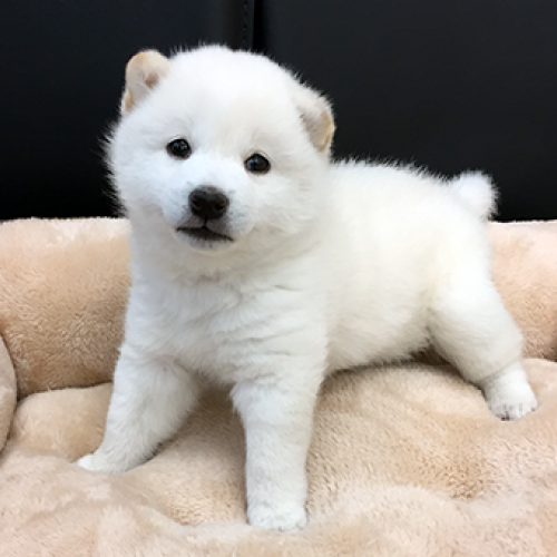 柴犬