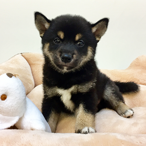 柴犬