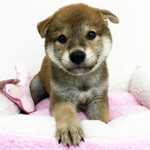柴犬