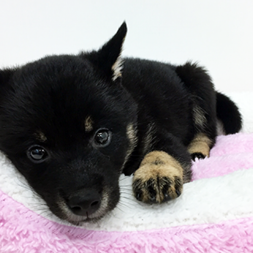 柴犬