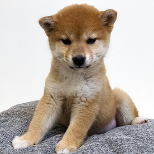 柴犬