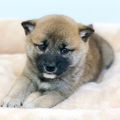 柴犬