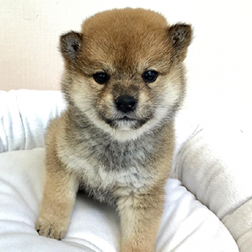 柴犬