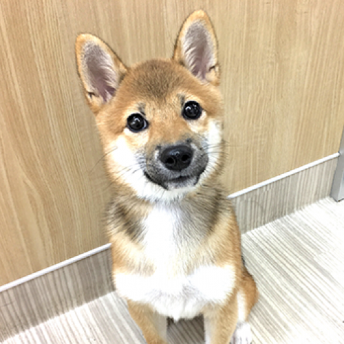 柴犬