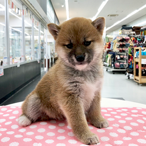 柴犬