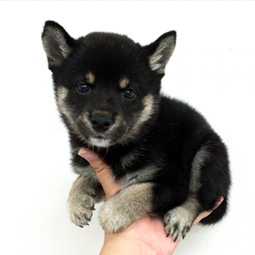 柴犬