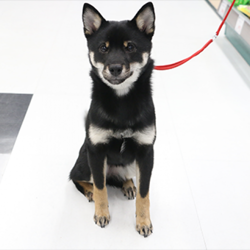 柴犬