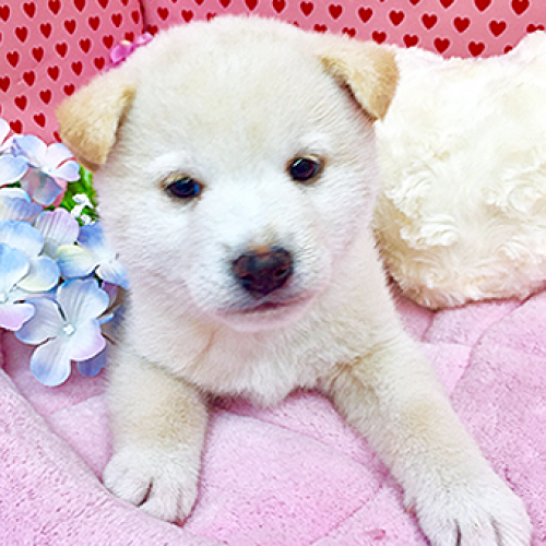 柴犬