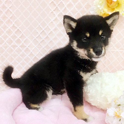 柴犬