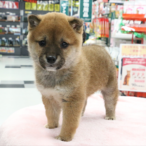 柴犬
